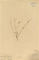 藏品(水燭)的圖片